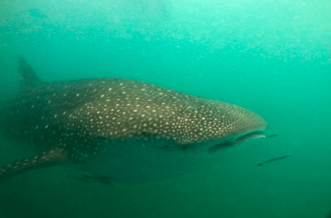 Screenshot 2025 03 09 at 9.11.38 AM